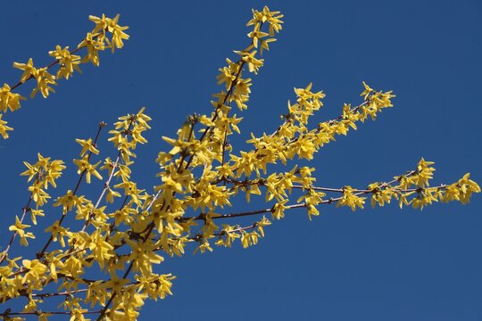 blooming forsythia bush at spring