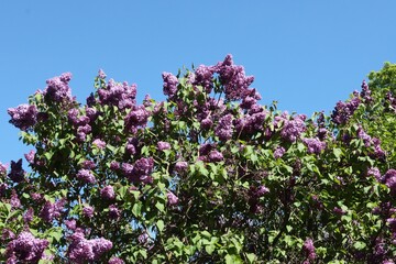 Obraz premium lilac bush blooming at spring