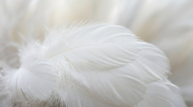 Elegant white bird feather macro detail featuring ethereal plumage texture with fragile smooth layer and soft organic structure for minimalist purity background and sophisticated design concept