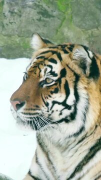 winter portrait of a tiger
