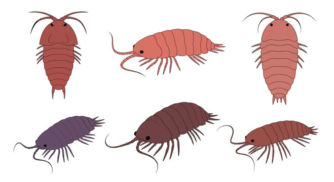 Set of Various Isopod Crustacean Illustrations