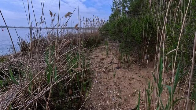 The camera moves along a path through dense stands of common reed (Phragmites australis) on a riverbank, Hartshorne Woods Park