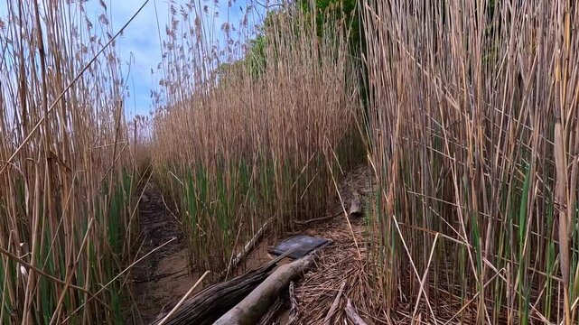 The camera moves along a path through dense stands of common reed (Phragmites australis) on a riverbank, Hartshorne Woods Park