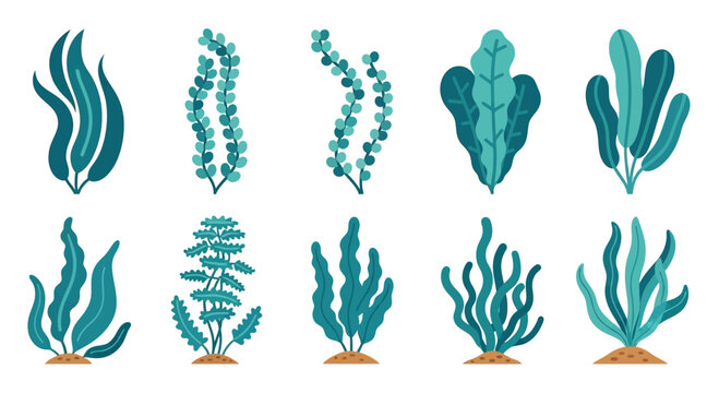 Set of diverse underwater seaweed and kelp varieties, isolated on white background