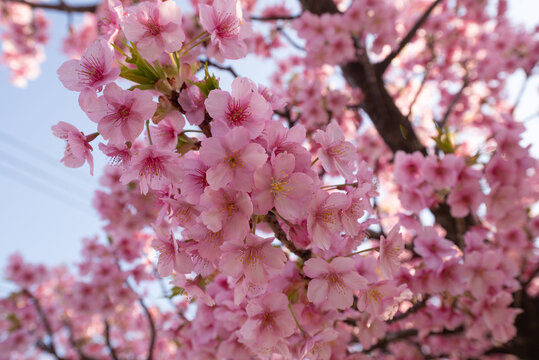 Cerezo en flor