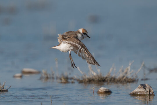 A Kentish Plover - Charadrius alexandrinus landing in the shallow waters of El Taray, Spain. This action shot captures the shorebird with wings spread and legs extended over the marsh.