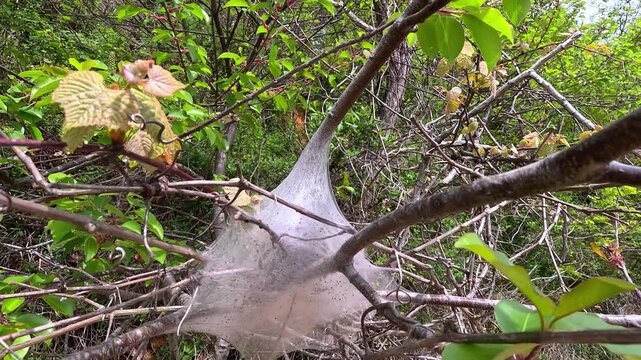 Clusters of juvenile spiders gathered within a silken retreat constructed on a tree branch in the forest. Hartshorne Woods Park