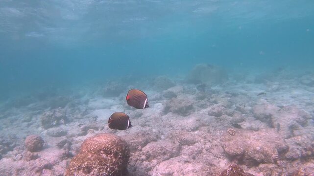 The red-tailed butterflyfish (Chaetodon collare), also known as the brown butterflyfish, Pakistani butterflyfish or redtail butterflyfish, is a species of marine ray-finned fish