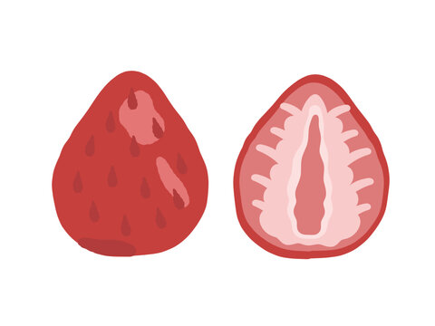 いちごの断面　イラスト
