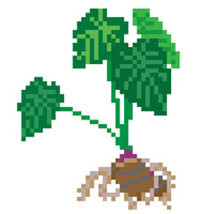 Fototapeta premium Tuber Pixel Art Satoimo - Pixel Art Sample