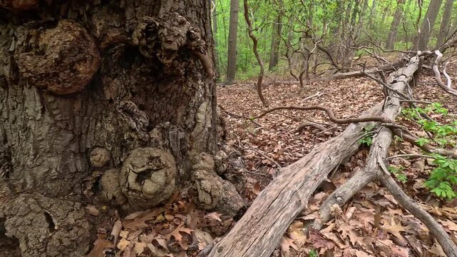 This large, knobby growth on the tree trunk is a burl.