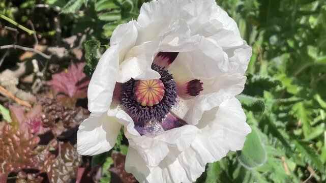 Eine gro&szlig;e wei&szlig;e Bl&uuml;te einer Mohnblume.