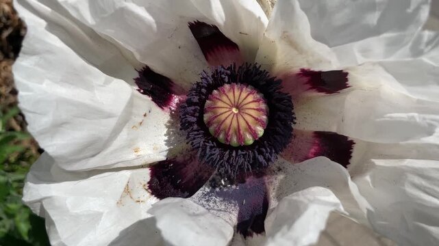 Eine gro&szlig;e wei&szlig;e Bl&uuml;te einer Mohnblume.