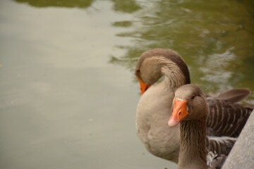 Two grey geese with orange beaks in a pond, close-up © Olena