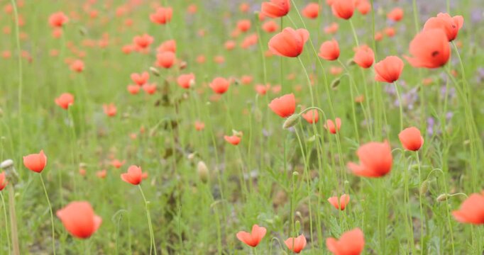 春の野原に自生するオレンジ色のナガミヒナゲシ