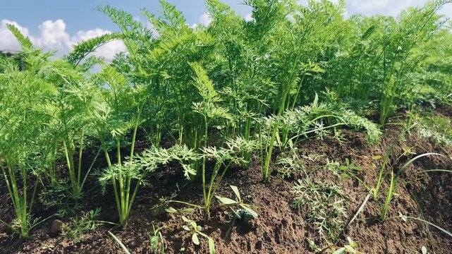close up of carrot plants on fertile soil. self-sufficient food