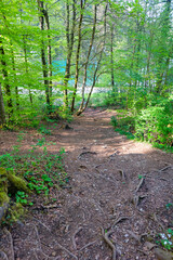 Obraz premium National park, trees, green leaves, wildflowers in a spring time along the hike up to Lake Bled view point, Slovenia 