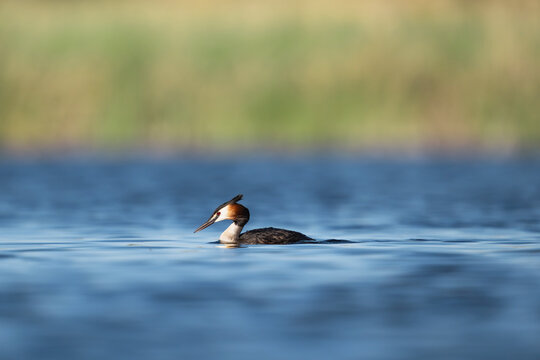 Great Crested Grebe - Podiceps cristatus swimming at El Taray, Spain. Elegant profile showing its ornate head plumes and rufous ruff on blue water with a soft, out-of-focus reed background.