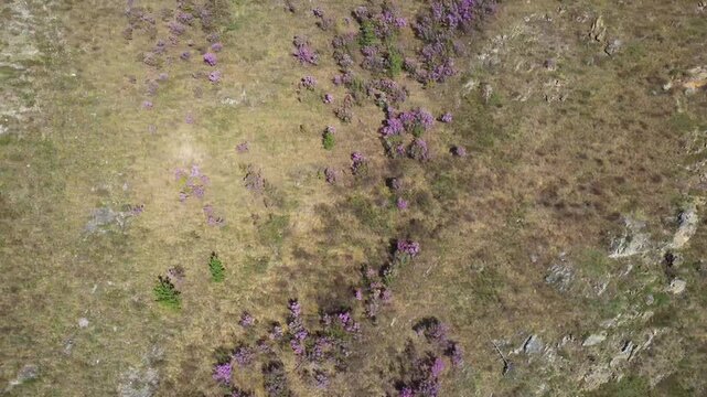 Overhead View Scattered Purple Shrubs Plateau, Ecologist Transect Mapping Contrast Between Heather Clusters And Sparse Grass, Exposed Rock Pockets, Drone Slow Pan Highlighting Texture And Habitat,