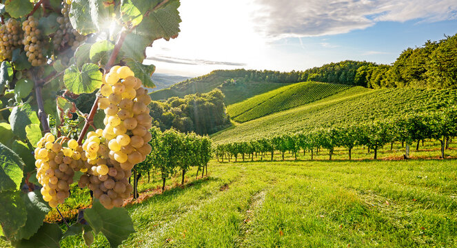 Vineyards in the Bordeaux wine region near a winery, grapes before harvest in the beautiful landscape of the Medoc area, France Europe