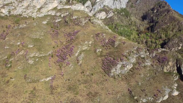Aerial View Purple Heather Rocky Slope, Drone Survey Capturing Scattered Heather Patches Across Limestone Outcrops And Grassy Meadow, Botanist Field Survey Mood, Soft Spring Light, Panoramic Reveal