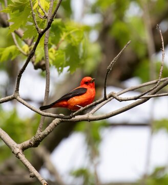 Scarlet Tanager