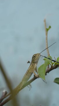 Close Up Of Lizard Chewing Dragonfly With Wings Sticking Out