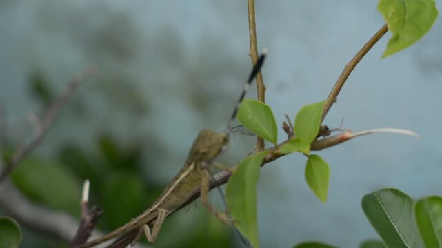 Oriental Garden Lizard Eating A Dragonfly On A Branch Close Up