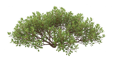 Obraz premium A dense, rounded green shrub with small oval leaves and brown woody branches, isolated on a solid black background