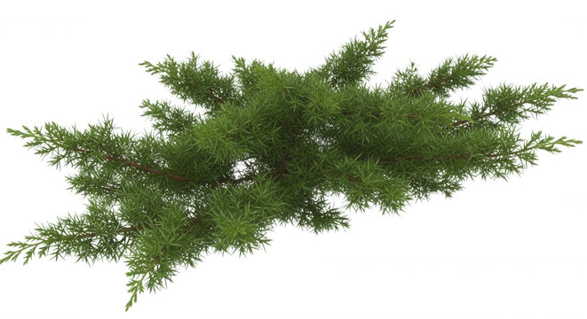 A green juniper shrub branch with dense needle-like foliage isolated on a solid black background, top-down view of conifer needles