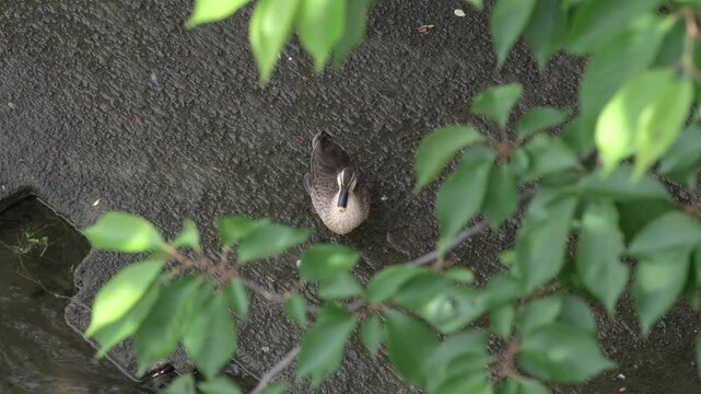 川岸に立つ野生のカモ