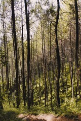 Fototapeta premium autumn forest in the morning