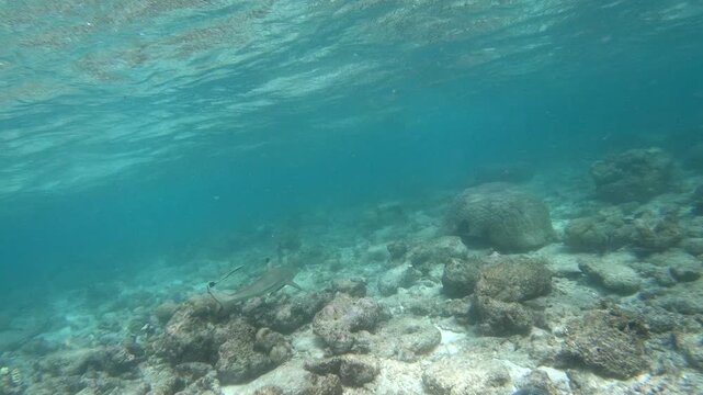 A blacktip shark is huntiong along the reef in the Indian Ocean, Maldives. Scuba diver and coral reef. The blacktip shark (Carcharhinus limbatus) is a species of requiem shark in the family Carcharhin