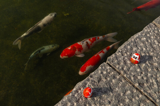 Carpa y daruma 2