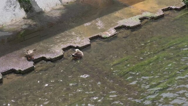 鴨：東京　神田川で撮影