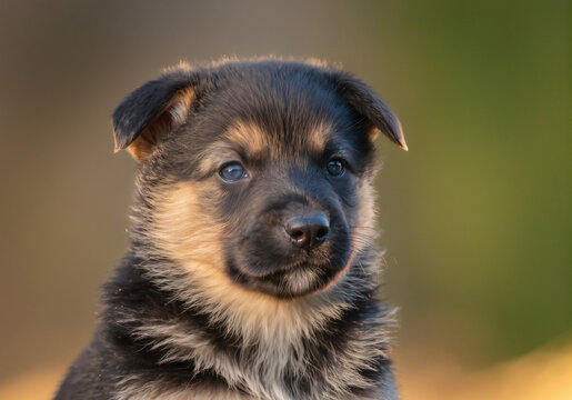 Liebevoller Hundewelpe drau&szlig;en in der Natur 