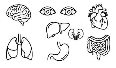 Human organ outline sketch vector illustration set with anatomy and healthcare elements © MdShafikul