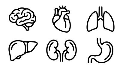 Trendy human organ vector bundle with minimalist anatomy outline sketch illustration set © MdShafikul
