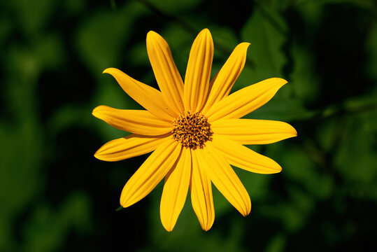 Bright yellow blooming Jerusalem artichoke flower catching the sunlight with its star shaped petals perfectly centered against smooth deep green shaded background creating high contrast image