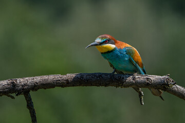 Fototapeta premium bee-eater is sitting on the branch
