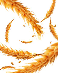 Obraz premium Wheat ears and grains flying in air on transparent background