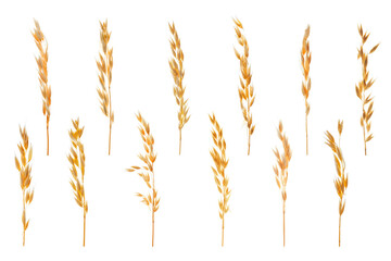 Plakat Oat ears isolated on white, set. Cereal plant