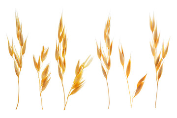 Obraz premium Oat ears isolated on white, set. Cereal plant