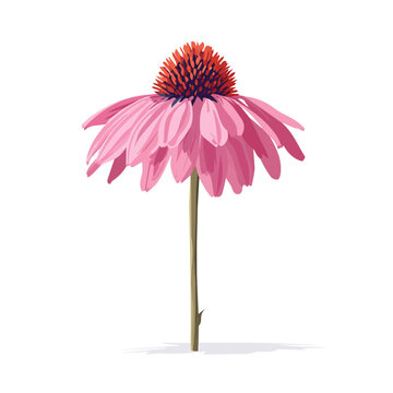 2D minimalist flat vector of a Echinacea, contemporary clean design isolated on white.
