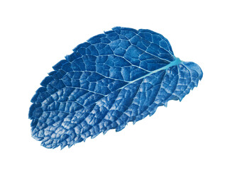 Blue mint leaf isolated on white. Aromatic plant © New Africa