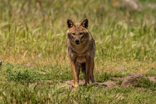 Golden jackal.