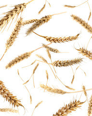 Obraz premium Wheat ears flying in air on transparent background