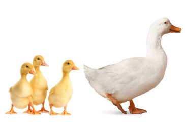 Fototapeta premium Mother duck and her ducklings on white background. Baby animal