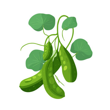 A simple and modern flat 2D vector of a Giloy, isolated on a pure white background.