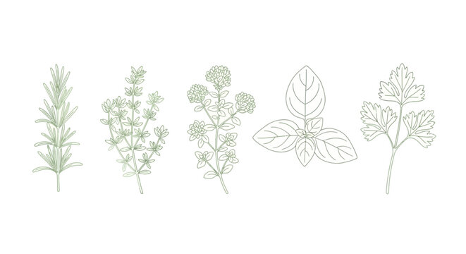 line art illustration of fresh herbs including rosemary thyme oregano basil and parsley